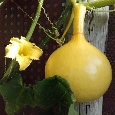 Peanuts & Surendorf