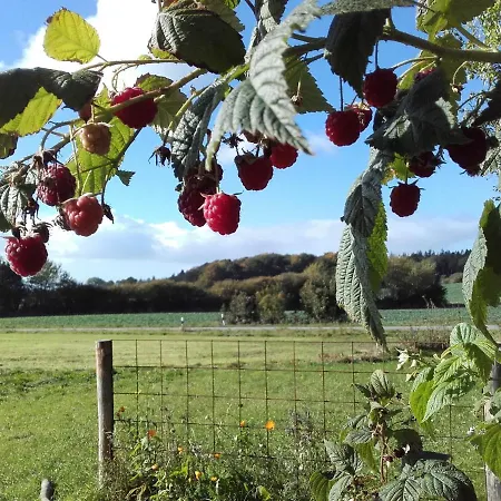 Peanuts & * Surendorf