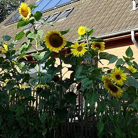 Auberge de jeunesse Peanuts & Surendorf