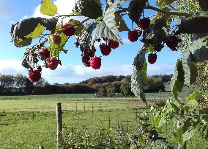 Peanuts & * Surendorf